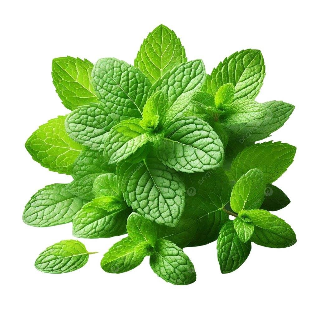 Peppermint Essential Oil