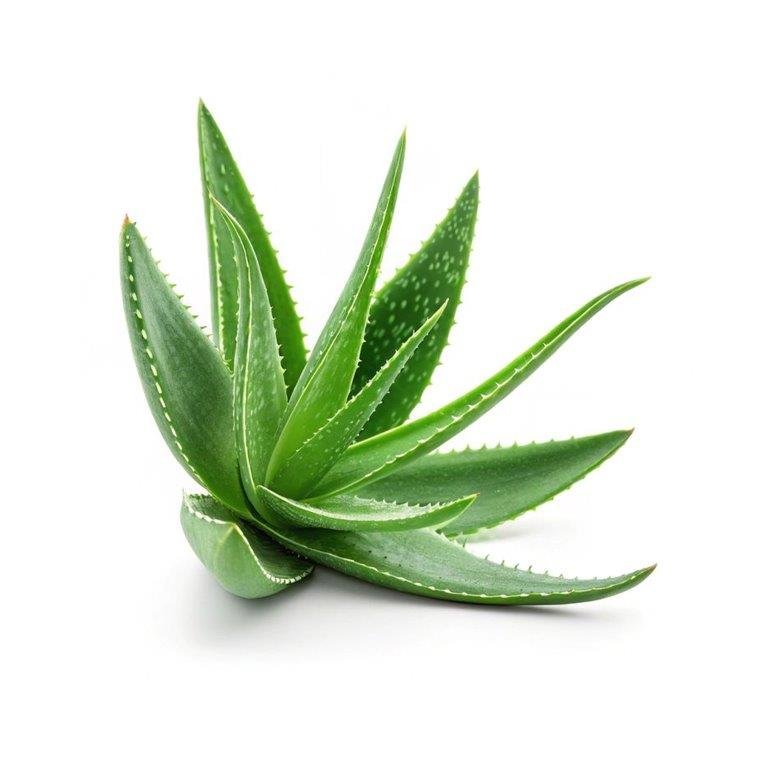 Aloe Vera Liquid Extract