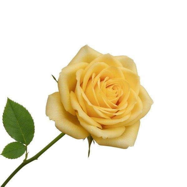 Amber Rose Essential Oil