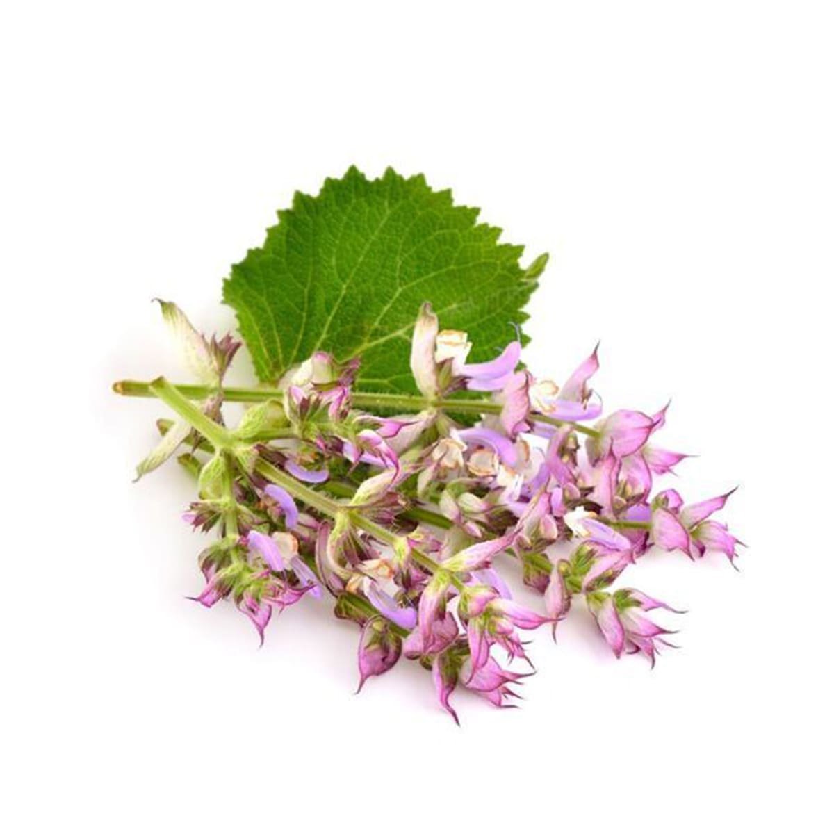 Clary Sage Essential Oil