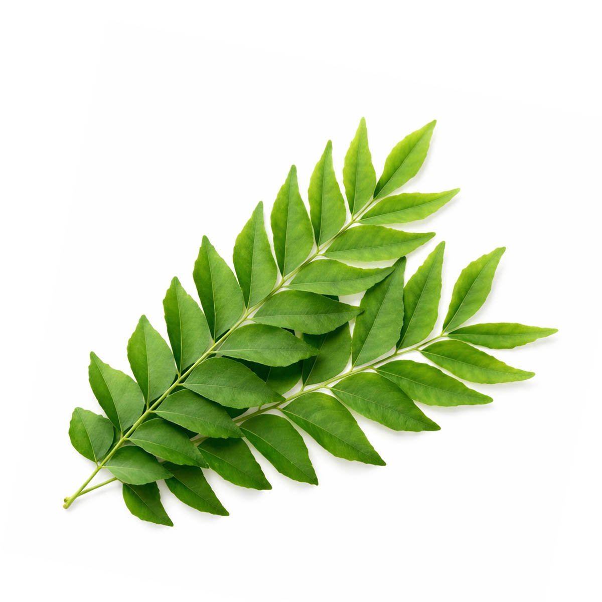 Curry Leaf Liquid Extract