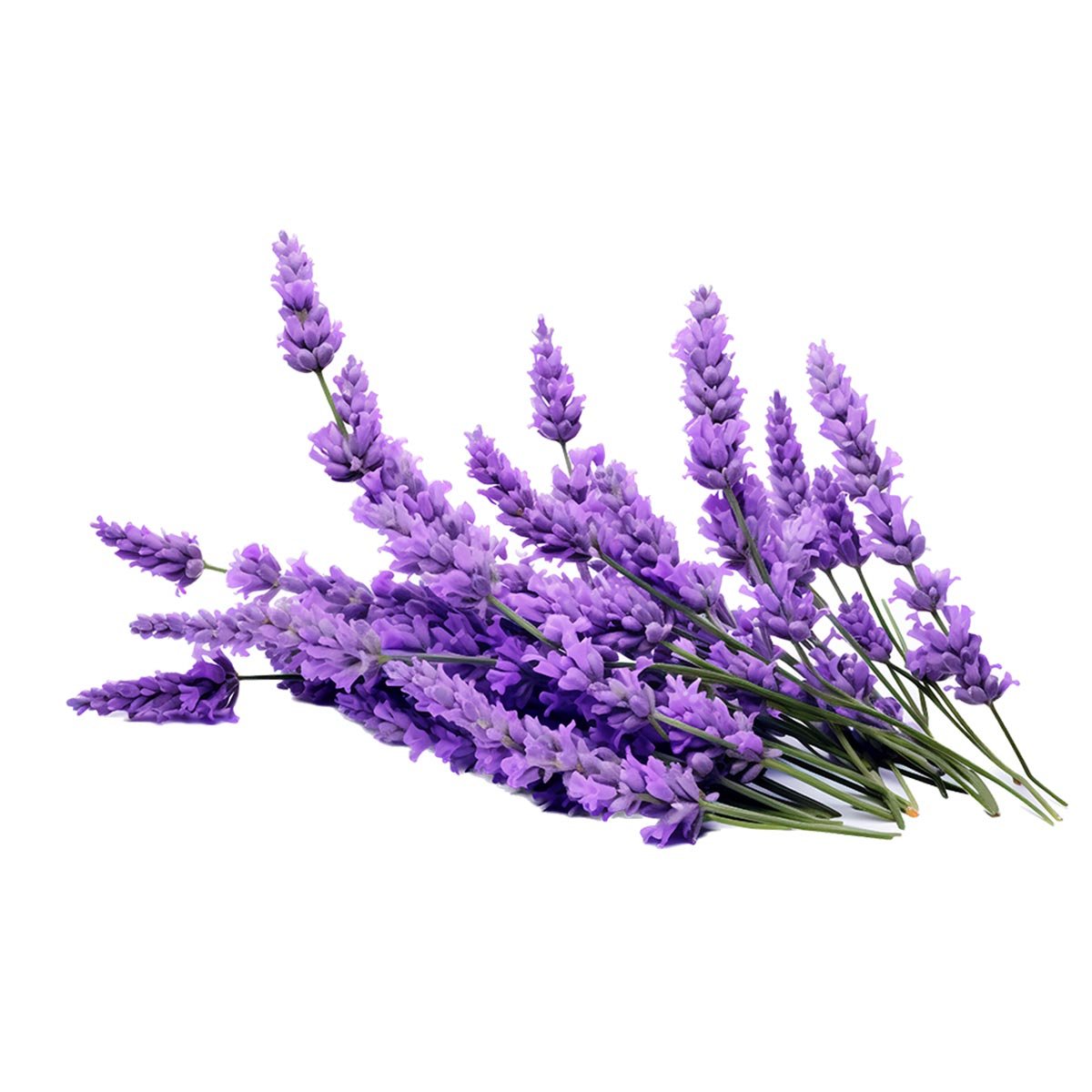 Lavender Hydrosol