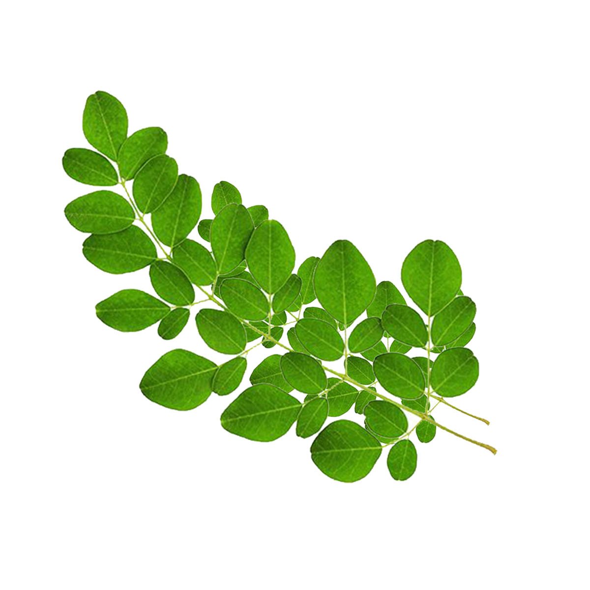 Moringa Liquid Extract