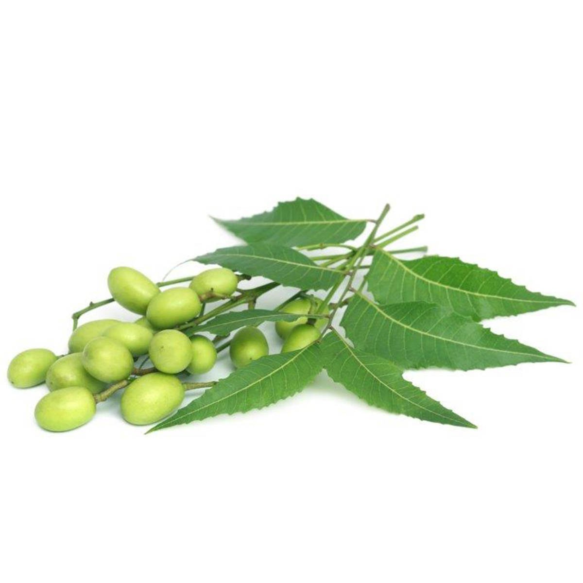 Neem Liquid Extract