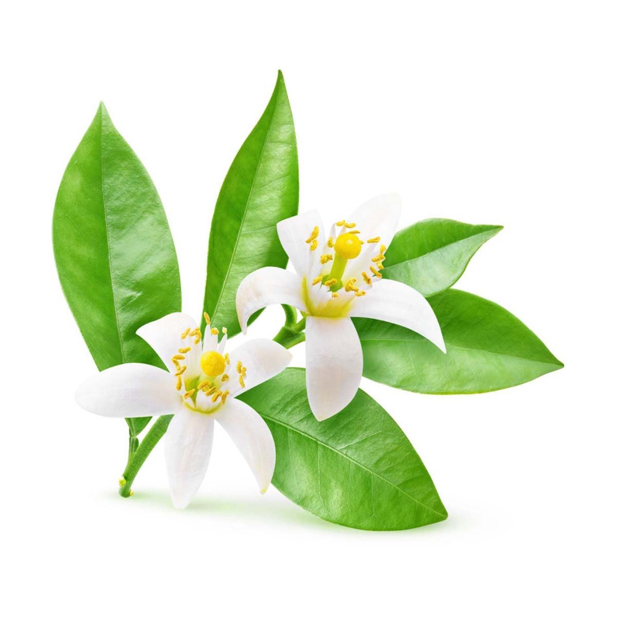 Neroli Fragrance Oil