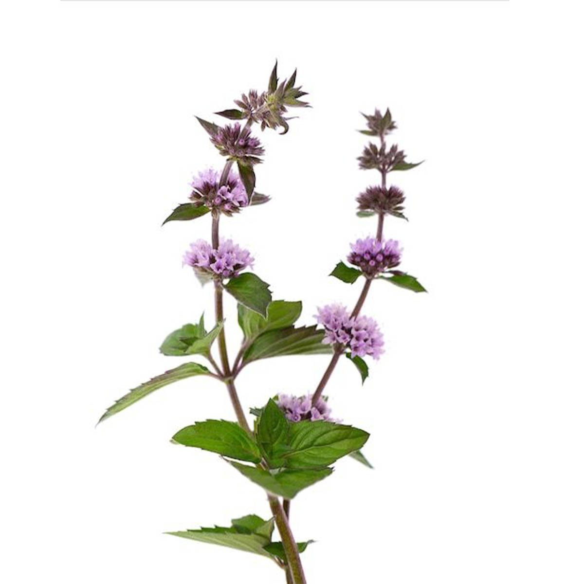 Patchouli Fragrance Oil