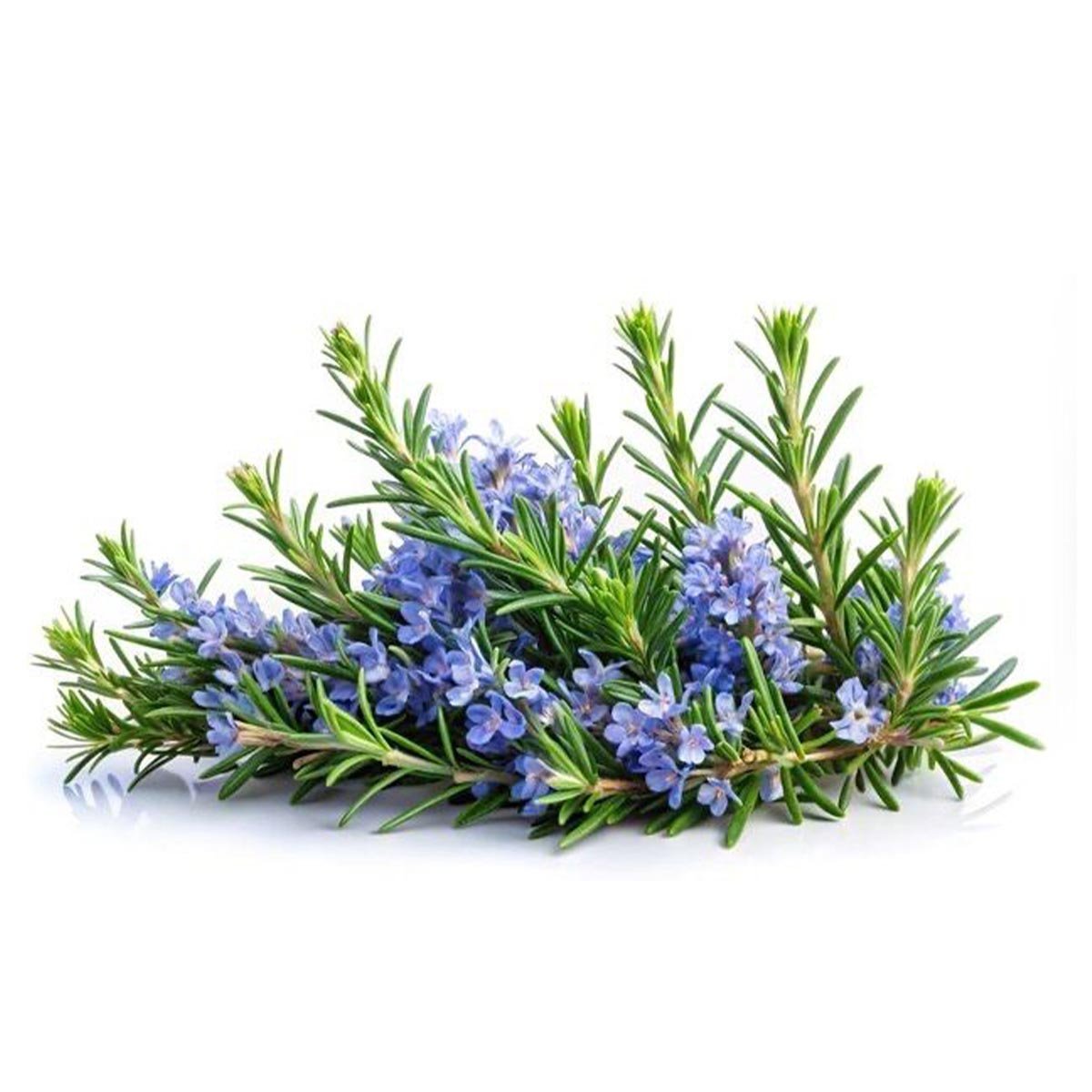 Rosemary Hydrosol