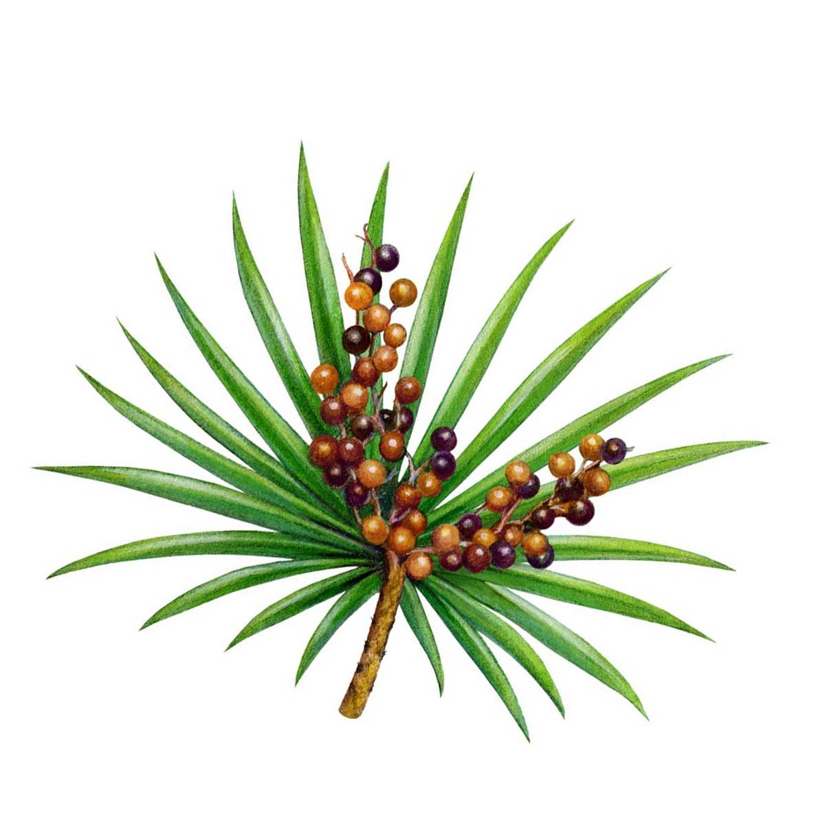 Saw Palmetto Liquid Extract
