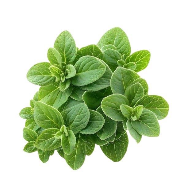 Sweet Marjoram Essential Oil