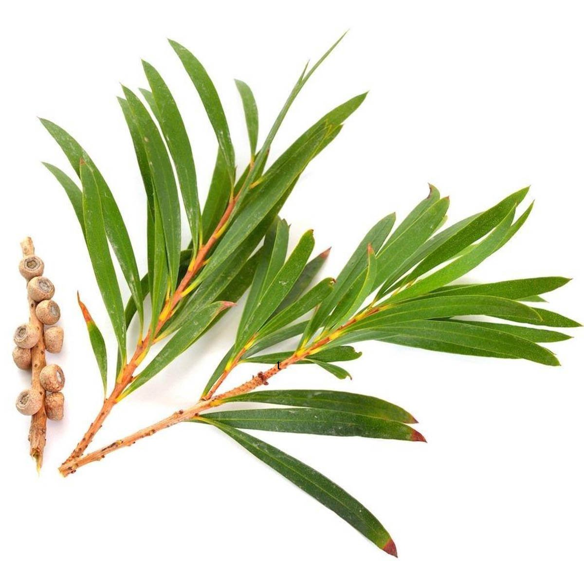 Tea Tree Liquid Extract