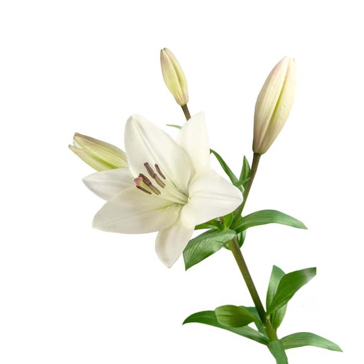 White Lily Fragrance Oil