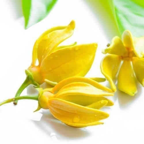 Ylang Ylang Hydrosol