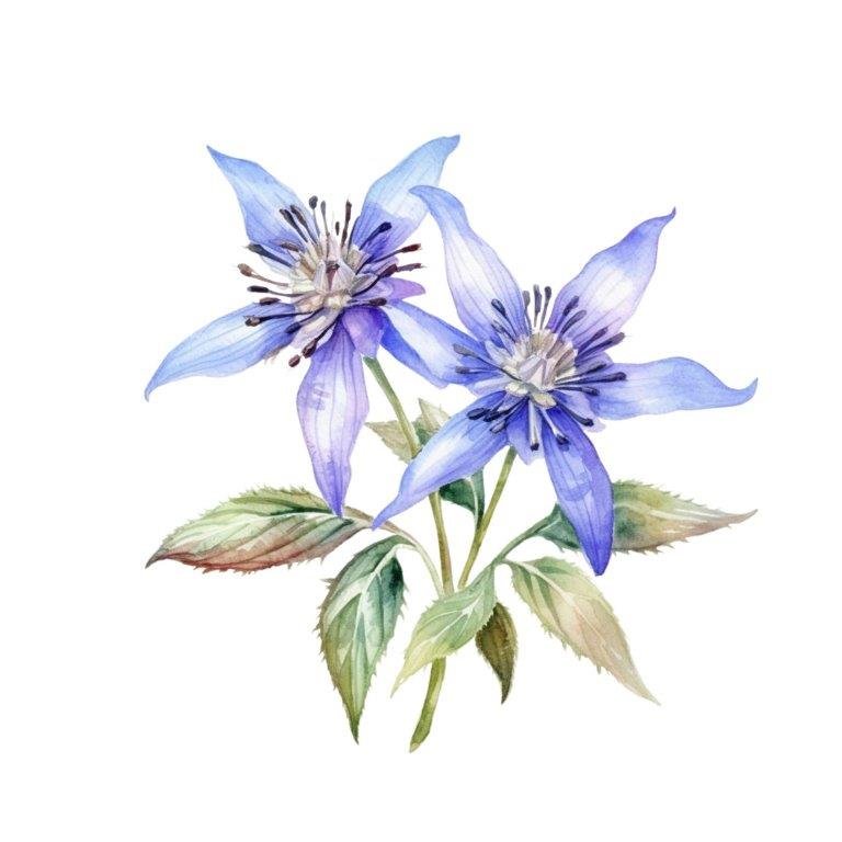 Borage Oil